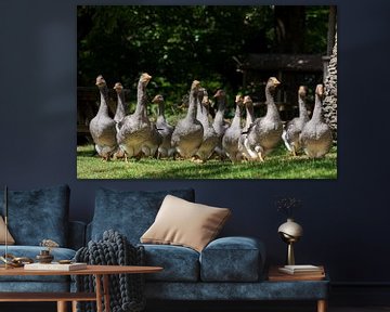 Group of geese walking towards camera by iPics Photography