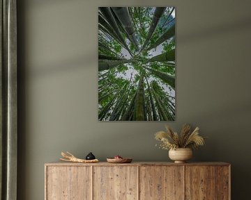 Bamboe bomen van Sjoerd Van der Pluijm