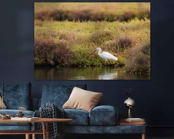 Een kleine zilverreiger foerageert in het moeras van OCEANVOLTA