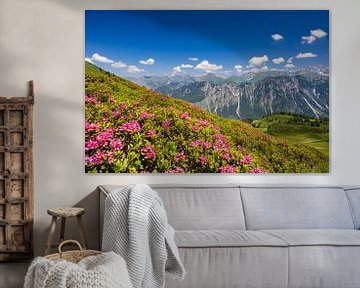 Roses des Alpes, à l'arrière-plan le Höfats sur Walter G. Allgöwer