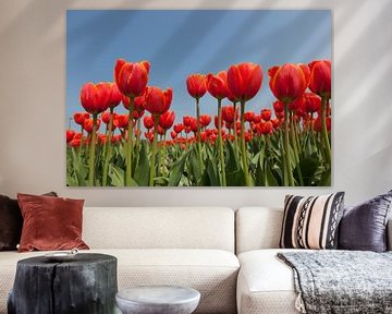 Rode tulpen tegen achtergrond van een helder blauwe lucht