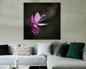 Gaura by Rob Boon