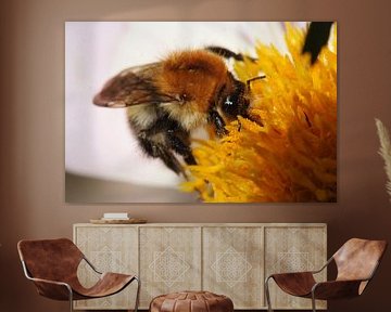 abeille