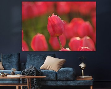 tulips by Hubert van Gestel