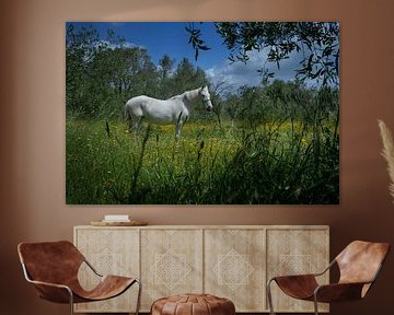 Wit paard in bloemenweide op Corfu Griekenland van Albert Brunsting