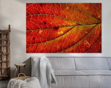 Gros plan d'une feuille d'automne rouge chaud sur Michel Vedder Photography