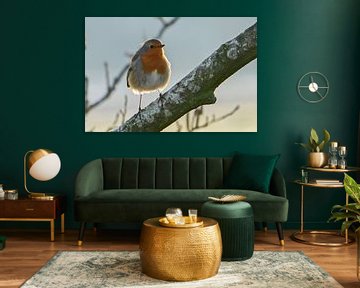 Robin on a branch with evening fall by Isabella Robbeson
