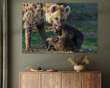 La hyène corrige son petit sur Isabella Robbeson