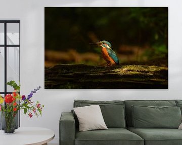 kingfisher by Susan van Etten