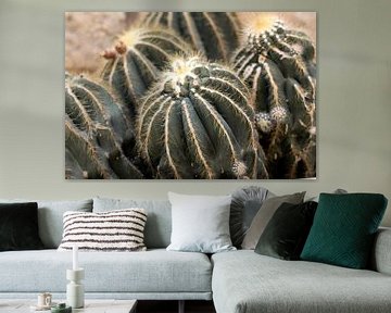 Kaktus von Sandra Hogenes