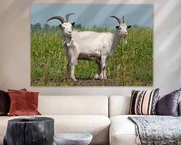 Goat, Country goat. Goat with the two heads by Loek Lobel