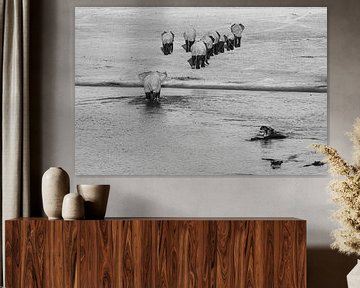 Elephant herd crossing river alongside hippos by Sander Voost