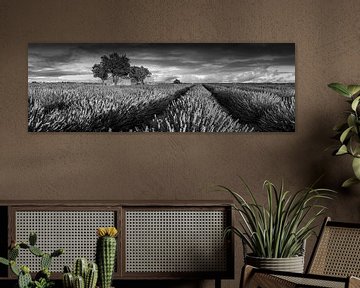 Boerderij in een lavendelveld in Frankrijk. Zwart-wit beeld. van Manfred Voss, Schwarz-weiss Fotografie