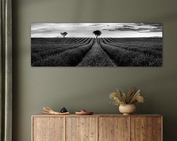 Atmospheric Provence in France with lavender field in black by Manfred Voss, Schwarz-weiss Fotografie