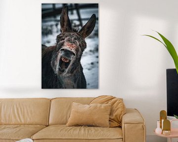 Donkey by Pixel4ormer