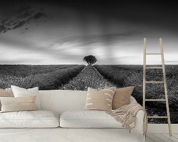 Lavendelveld panorama in Frankrijk in zwart-wit . van Manfred Voss, Schwarz-weiss Fotografie