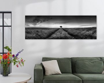 Lavendelveld panorama in Frankrijk in zwart-wit . van Manfred Voss, Schwarz-weiss Fotografie