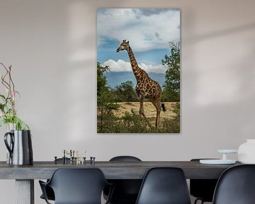 Giraf in Zuid-Afrika van Paula Romein