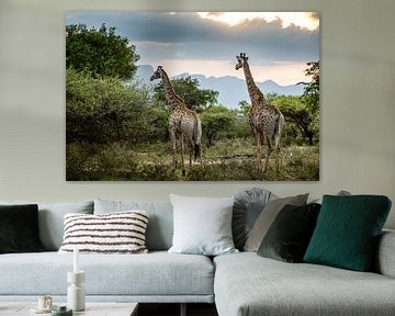 Giraffen in Zuid-Afrika tijdens zonsondergang van Paula Romein