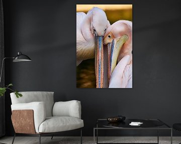 Verliefde roze pelikaan - Pelecanus onocrotalus van Thomas Marx