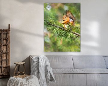 The happy squirrel by Daniela Beyer