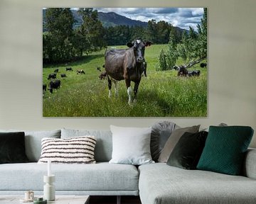 Nieuwsgierige koe in weiland in de heuvels van Matamata Nieuw Zeeland van Albert Brunsting