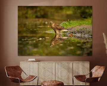 Sparrowhawk with mirror image by Susan van Etten