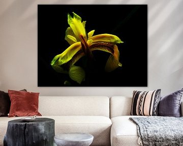 Iris pseudacorus by Chandra Bhola