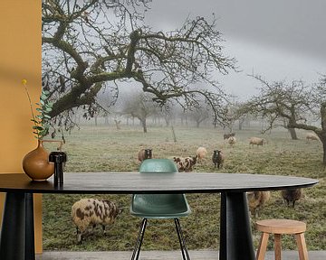 Polderlandschap in de mist……een oude fruitboomgaard in de Betuwe met schapen van Moetwil en van Dijk - Fotografie