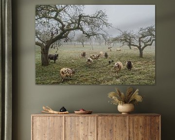 Polderlandschap in de mist……een oude fruitboomgaard in de Betuwe met schapen van Moetwil en van Dijk - Fotografie