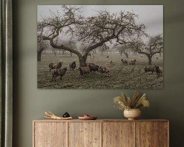 Een oude fruitboomgaard in de Betuwe met schapen van Moetwil en van Dijk - Fotografie