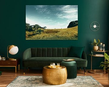 Aan de rand van het bos | Fanal | Madeira | Landschap van Daan Duvillier | Regio in de Kijker