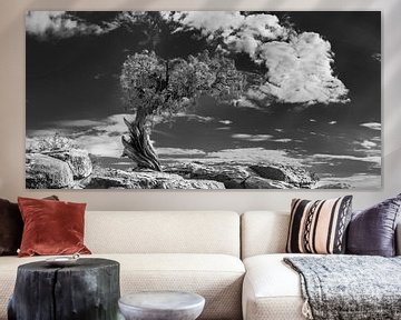 Oude boom in de Canyonlands / USA in zwart-wit . van Manfred Voss, Schwarz-weiss Fotografie