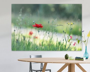 Poppies and grasses at the water's edge by Birgitte Bergman