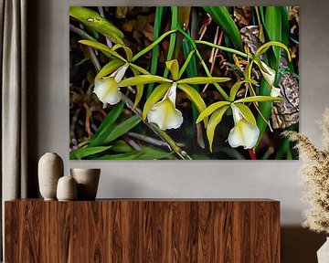 Witte Kornet Orchidee van Dorothy Berry-Lound
