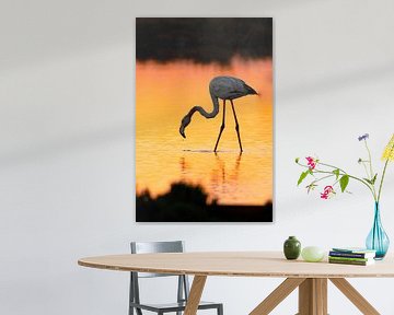 Flamingo tijdens zonsondergang van Femke Ketelaar