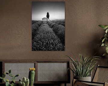 Champ de lavande en France. Image en noir et blanc. sur Manfred Voss, Schwarz-weiss Fotografie