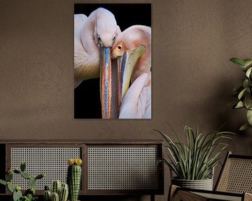 Verliefde pelikanen van Thomas Marx