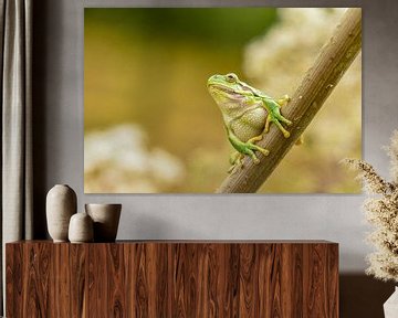 Tree frog by Susan van Etten