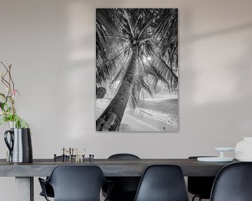 Palmboom op een Caribisch strand in Barbados / Caribisch gebied. Zwart-wit beeld van Manfred Voss, Schwarz-weiss Fotografie