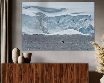 Fluke vom Buckelwal in der Antarktis von Kai Müller