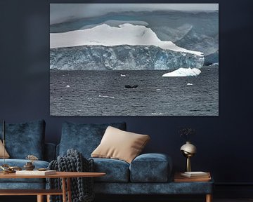 Humpback whale in front of the ice sheet in Antarctica by Kai Müller