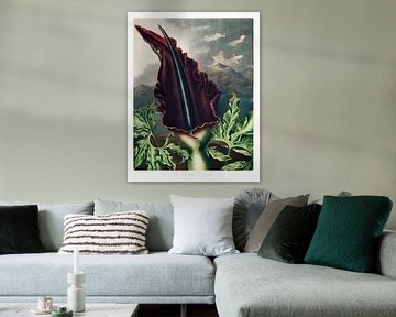 The Dragon Arum from The Temple of Flora (1807) by Robert John Thornton.