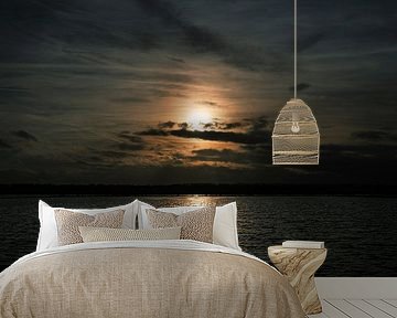 Lone swan in the Vught Gement