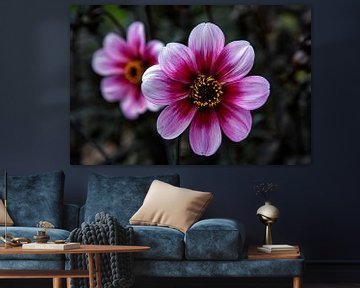 Paarse bloem ( Dahlia ) van jacky weckx