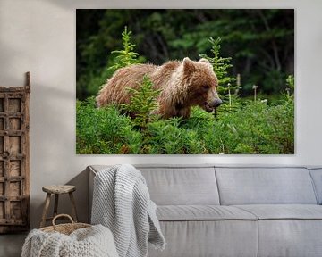 Wild grizzly bears in Alaska by Roland Brack