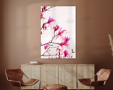 Magnolia bloemen op roze | Natuur fotografie van Denise Tiggelman