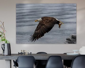 Amerikanischer Weißkopfseeadler im Flug | Weißkopfseeadler Nahaufnahme | Raubvogel Kunstdruck