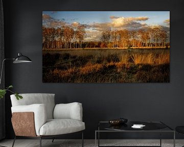 Gouden uur met berkenbomen in herfstleuren van KCleBlanc Photography