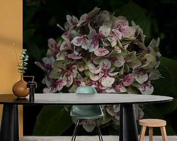 Hydrangea with a dark background, made in Madeira by Hans Kool